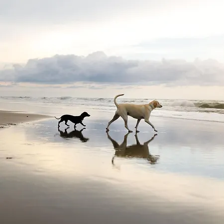 Vakantiehuis Merchants Quarters - Berkano & Othala - Two Stunning Apartments In One Booking - Both With Harbour And Sea Views - Free Roof Top Terrace With Sea And Harbour View And Central Location To Beaches Amenities Restaurants And Harbour Scarborough